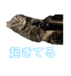 うちの5匹の猫（個別スタンプ：11）