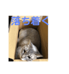 うちの5匹の猫（個別スタンプ：12）