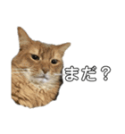 うちの5匹の猫（個別スタンプ：14）