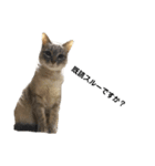 うちの5匹の猫（個別スタンプ：15）