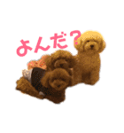 くぅぴぃめぃとはなまるのスタンプ（個別スタンプ：1）
