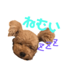 くぅぴぃめぃとはなまるのスタンプ（個別スタンプ：4）