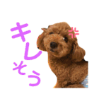 くぅぴぃめぃとはなまるのスタンプ（個別スタンプ：9）
