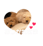 くぅぴぃめぃとはなまるのスタンプ（個別スタンプ：13）