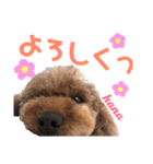 くぅぴぃめぃとはなまるのスタンプ（個別スタンプ：23）
