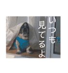 くぅぴぃめぃとはなまるのスタンプ（個別スタンプ：24）