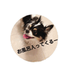 ロングコートチワワ(実写版)（個別スタンプ：4）