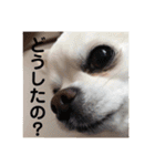 ロングコートチワワ(実写版)（個別スタンプ：8）