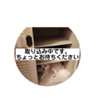 ロングコートチワワ(実写版)（個別スタンプ：9）