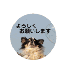 ロングコートチワワ(実写版)（個別スタンプ：10）