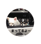 ロングコートチワワ(実写版)（個別スタンプ：11）