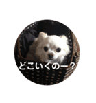 ロングコートチワワ(実写版)（個別スタンプ：14）