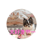 ロングコートチワワ(実写版)（個別スタンプ：15）
