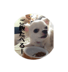 ロングコートチワワ(実写版)（個別スタンプ：16）