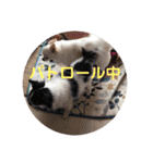 ロングコートチワワ(実写版)（個別スタンプ：19）