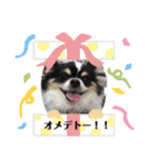 ロングコートチワワ(実写版)（個別スタンプ：24）