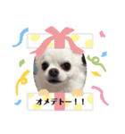 ロングコートチワワ(実写版)（個別スタンプ：25）