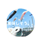 ロングコートチワワ(実写版)（個別スタンプ：26）