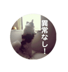 ロングコートチワワ(実写版)（個別スタンプ：29）