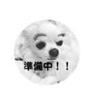 ロングコートチワワ(実写版)（個別スタンプ：31）