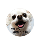 ロングコートチワワ(実写版)（個別スタンプ：32）