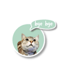 あおくん 英語スタンプバージョン（個別スタンプ：13）