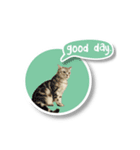 あおくん 英語スタンプバージョン（個別スタンプ：14）