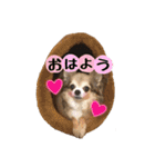 モカちゃんちわわ（個別スタンプ：1）