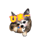 モカちゃんちわわ（個別スタンプ：2）