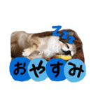 モカちゃんちわわ（個別スタンプ：4）