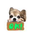 モカちゃんちわわ（個別スタンプ：8）