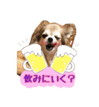 モカちゃんちわわ（個別スタンプ：9）