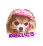 モカちゃんちわわ（個別スタンプ：10）