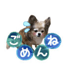 モカちゃんちわわ（個別スタンプ：11）