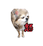 モカちゃんちわわ（個別スタンプ：14）