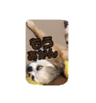 モカちゃんちわわ（個別スタンプ：15）