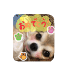 モカちゃんちわわ（個別スタンプ：17）