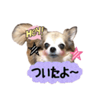 モカちゃんちわわ（個別スタンプ：18）