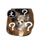 モカちゃんちわわ（個別スタンプ：21）