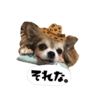 モカちゃんちわわ（個別スタンプ：23）