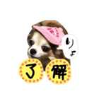 モカちゃんちわわ（個別スタンプ：25）