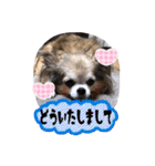 モカちゃんちわわ（個別スタンプ：26）