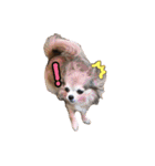 モカちゃんちわわ（個別スタンプ：27）