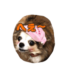 モカちゃんちわわ（個別スタンプ：28）