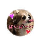 モカちゃんちわわ（個別スタンプ：29）