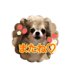 モカちゃんちわわ（個別スタンプ：30）