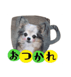 モカちゃんちわわ（個別スタンプ：31）