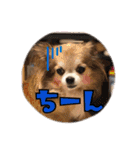 モカちゃんちわわ（個別スタンプ：32）