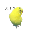 セキセイインコさん（個別スタンプ：1）