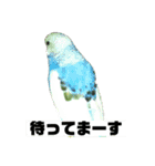 セキセイインコさん（個別スタンプ：2）